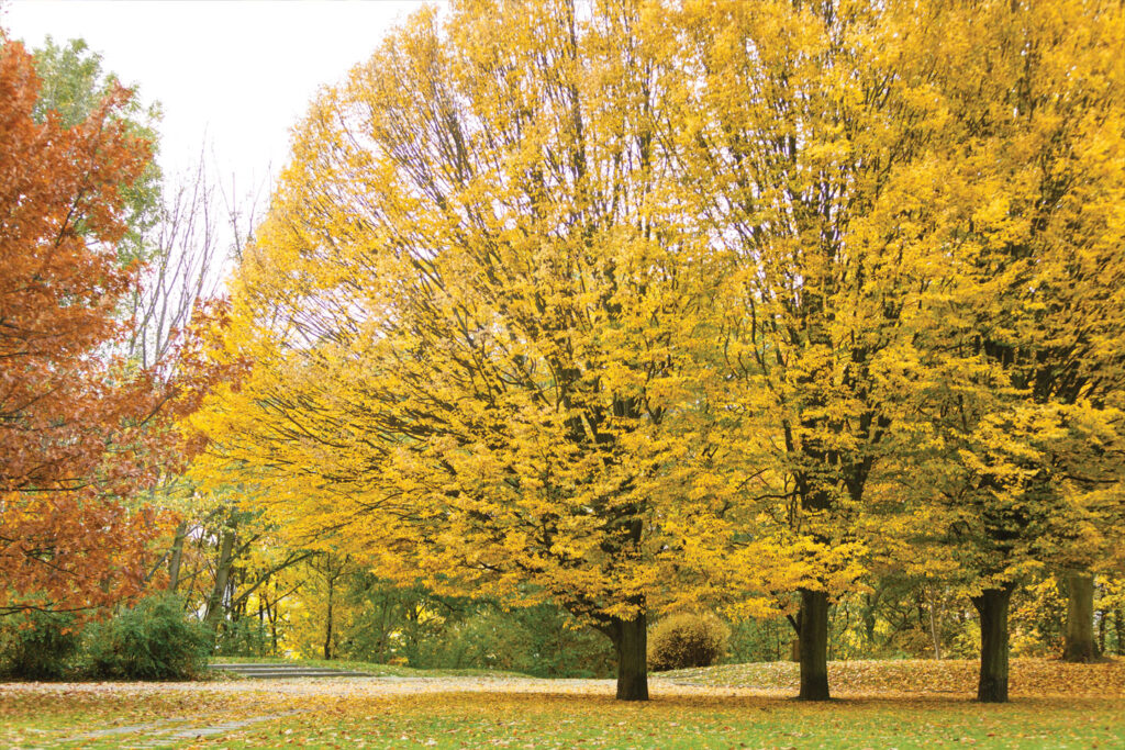 Contact Us 1 fall trees coast